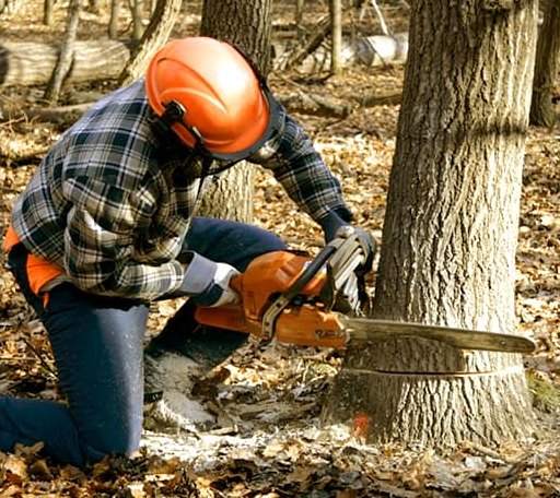 Tree Removal in Bunker Hill, WV
